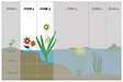 BLOOMIQUE - Lot de 3 - Butomus Umbellatus - Butome en ombelle - Plantes de bassin - H. 15-25 cm - P. 9 cm - vignette