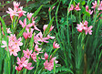 BLOOMIQUE - Lot de 6 - Schizostylis Coccinea - Lys des Cafres rouge - Glaïeul des marais - H. 10-20 cm - P. 9 cm - vignette