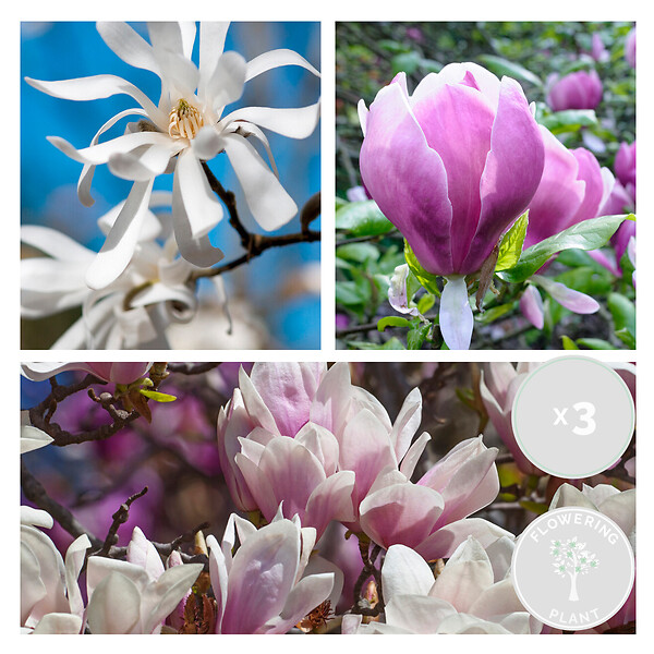 BLOOMIQUE - Lot de 3 - Magnolia Mix - Magnolia - Arbuste - Facile d’entretien - 20-25 cm - large