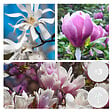 BLOOMIQUE - Lot de 3 - Magnolia Mix - Magnolia - Arbuste - Facile d’entretien - 20-25 cm - vignette