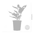 BLOOMIQUE - Lot de 3 - Magnolia Mix - Magnolia - Arbuste - Facile d’entretien - 20-25 cm - vignette