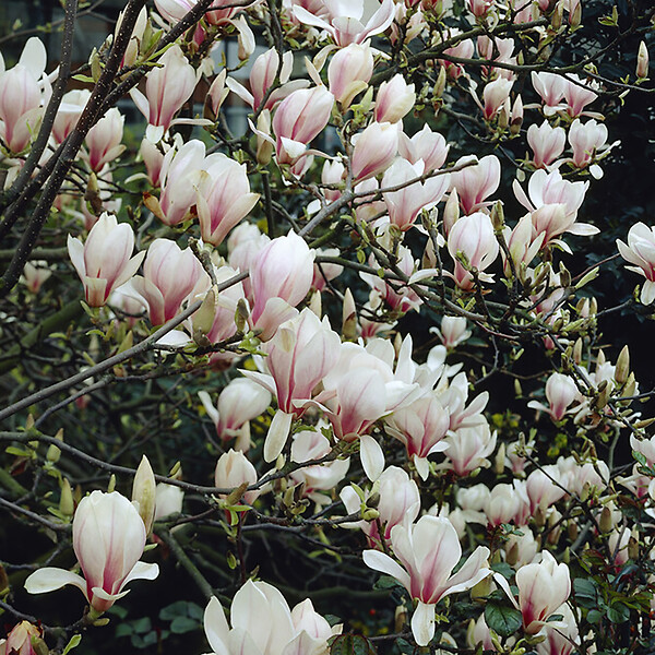 BLOOMIQUE - Lot de 3 - Magnolia Mix - Magnolia - Arbuste - Facile d’entretien - 20-25 cm - large