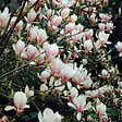 BLOOMIQUE - Lot de 3 - Magnolia Mix - Magnolia - Arbuste - Facile d’entretien - 20-25 cm - vignette