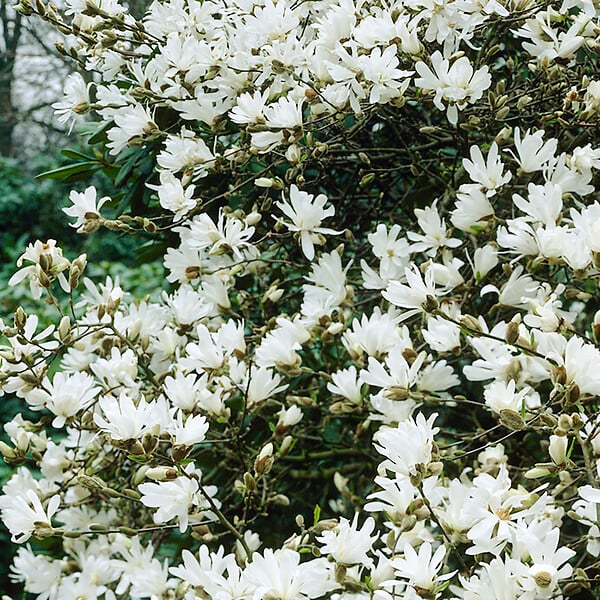 BLOOMIQUE - Lot de 3 - Magnolia Mix - Magnolia - Arbuste - Facile d’entretien - 20-25 cm - large