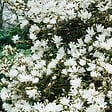 BLOOMIQUE - Lot de 3 - Magnolia Mix - Magnolia - Arbuste - Facile d’entretien - 20-25 cm - vignette