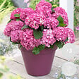 BLOOMIQUE - Lot de 3 - Hydrangea Macrophylla Early Pink - Hortensia - H. 20-30 cm - P. 10,5 cm - vignette