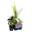 BLOOMIQUE - Lot de 6 - Plantes de bassin parfumées - Acorus - Géranium - Houttuynia - H. 15-25 cm - P. 9 cm - vignette