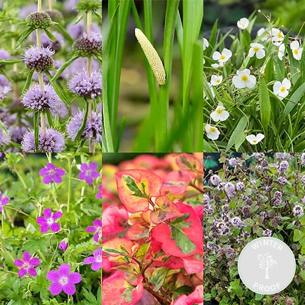 BLOOMIQUE - Lot de 6 - Plantes de bassin parfumées - Acorus - Géranium - Houttuynia - H. 15-25 cm - P. 9 cm - large