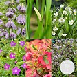 BLOOMIQUE - Lot de 6 - Plantes de bassin parfumées - Acorus - Géranium - Houttuynia - H. 15-25 cm - P. 9 cm - vignette