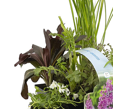 BLOOMIQUE - Lot de 6 - Plantes de bassin parfumées - Acorus - Géranium - Houttuynia - H. 15-25 cm - P. 9 cm - large