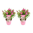 BLOOMIQUE - Lot de 2 - Buddleja Butterfly Little Pink - Arbre aux papillons - H. 30-40 cm - P. 19 cm - vignette
