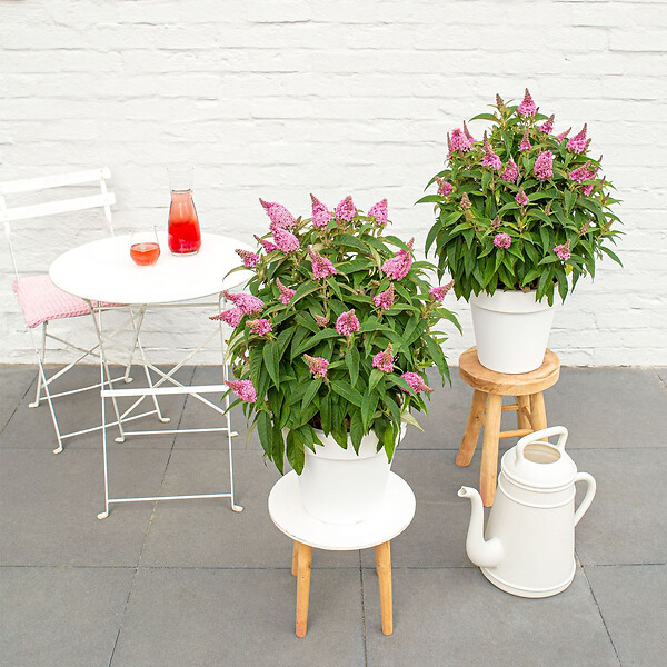 BLOOMIQUE - Lot de 2 - Buddleja Butterfly Little Pink - Arbre aux papillons - H. 30-40 cm - P. 19 cm - large