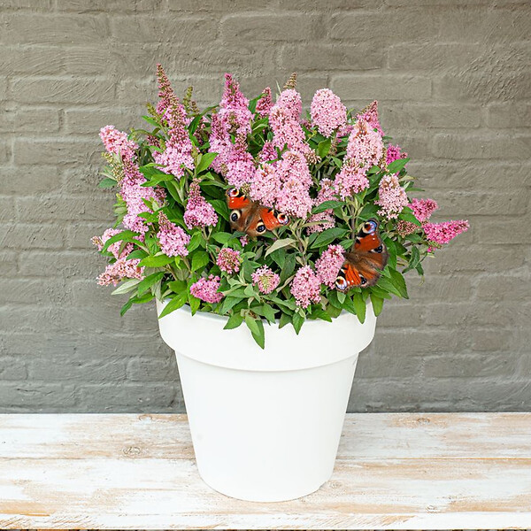 BLOOMIQUE - Lot de 2 - Buddleja Butterfly Little Pink - Arbre aux papillons - H. 30-40 cm - P. 19 cm - large