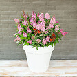 BLOOMIQUE - Lot de 2 - Buddleja Butterfly Little Pink - Arbre aux papillons - H. 30-40 cm - P. 19 cm - vignette