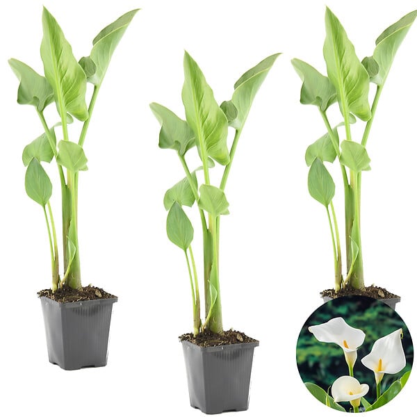 BLOOMIQUE - Lot de 3 - Zantedeschia Aethiopica - Arum blanc - Plantes de bassin - H. 10-20 cm - P. 9 cm - large