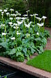 BLOOMIQUE - Lot de 3 - Zantedeschia Aethiopica - Arum blanc - Plantes de bassin - H. 10-20 cm - P. 9 cm - vignette