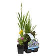 BLOOMIQUE - Lot de 6 - Plantes de bassin fleuries - Achillea - Caltha - Lobelia - H. 15-25 cm - P. 9 cm - vignette