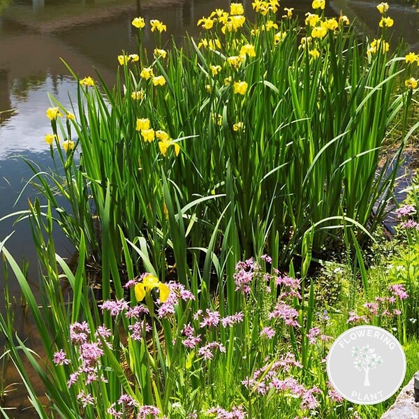 BLOOMIQUE - Lot de 6 - Plantes de bassin fleuries - Achillea - Caltha - Lobelia - H. 15-25 cm - P. 9 cm - large