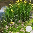 BLOOMIQUE - Lot de 6 - Plantes de bassin fleuries - Achillea - Caltha - Lobelia - H. 15-25 cm - P. 9 cm - vignette