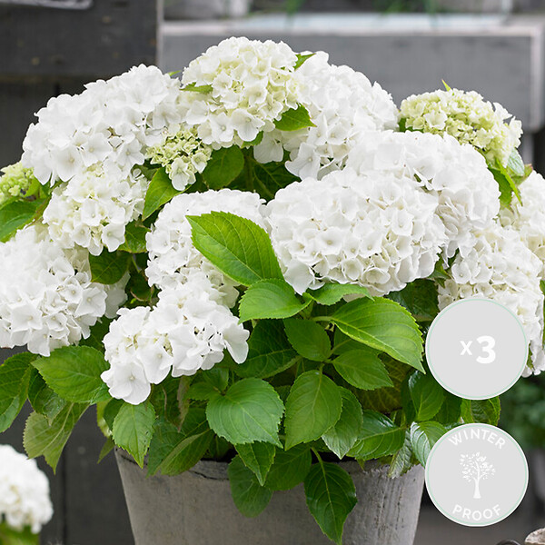 BLOOMIQUE - Lot de 3 - Hydrangea Macrophylla Wudu - Hortensia - Hortensia commun - H. 20-30 cm - P. 10,5 cm - large