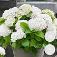 BLOOMIQUE - Lot de 3 - Hydrangea Macrophylla Wudu - Hortensia - Hortensia commun - H. 20-30 cm - P. 10,5 cm - vignette