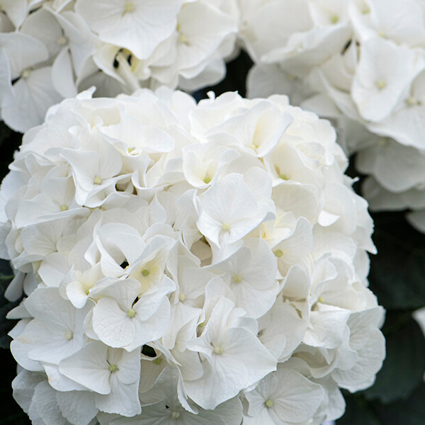 BLOOMIQUE - Lot de 3 - Hydrangea Macrophylla Wudu - Hortensia - Hortensia commun - H. 20-30 cm - P. 10,5 cm - large