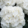 BLOOMIQUE - Lot de 3 - Hydrangea Macrophylla Wudu - Hortensia - Hortensia commun - H. 20-30 cm - P. 10,5 cm - vignette