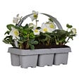 BLOOMIQUE - Lot de 1 - Helleborus Niger Christmas Carol - Rose de Noël - Plantes de jardin - H. 10-20 cm - vignette