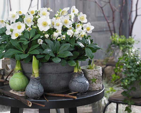 BLOOMIQUE - Lot de 1 - Helleborus Niger Christmas Carol - Rose de Noël - Plantes de jardin - H. 10-20 cm - large