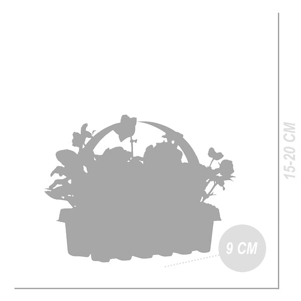 BLOOMIQUE - Lot de 1 - Helleborus Niger Christmas Carol - Rose de Noël - Plantes de jardin - H. 10-20 cm - large