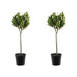 BLOOMIQUE - Lot de 2 - Laurus Nobilis - Laurier sur tige - Plantes de jardin - H. 80-100 cm - P. 21 cm - vignette