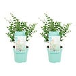 BLOOMIQUE - Lot de 2 - Eucalyptus Gunnii Azura - Eucalyptus - Plantes de jardin - H. 30-50 cm - P. 15 cm - vignette