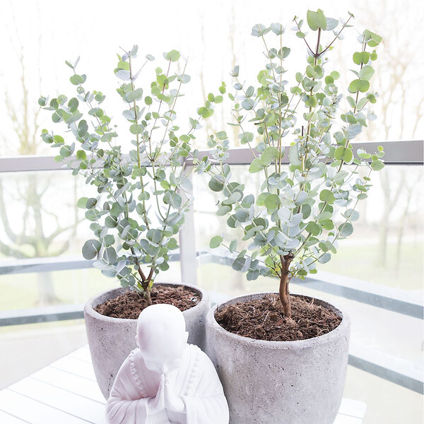 BLOOMIQUE - Lot de 2 - Eucalyptus Gunnii Azura - Eucalyptus - Plantes de jardin - H. 30-50 cm - P. 15 cm - large