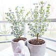 BLOOMIQUE - Lot de 2 - Eucalyptus Gunnii Azura - Eucalyptus - Plantes de jardin - H. 30-50 cm - P. 15 cm - vignette