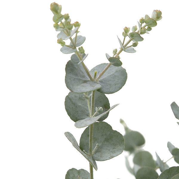 BLOOMIQUE - Lot de 2 - Eucalyptus Gunnii Azura - Eucalyptus - Plantes de jardin - H. 30-50 cm - P. 15 cm - large
