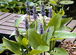BLOOMIQUE - Lot de 6 - Pontédérie Cordata - Jacinthe d’eau - Pontédérie - H. 10-20 cm - P. 9 cm - vignette