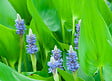 BLOOMIQUE - Lot de 6 - Pontédérie Cordata - Jacinthe d’eau - Pontédérie - H. 10-20 cm - P. 9 cm - vignette