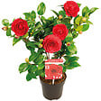 BLOOMIQUE - Camellia japonica 'Black Lace' - Rosier du Japon - Buisson - Persistant - Hauteur 30-35 cm - vignette