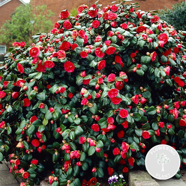 BLOOMIQUE - Camellia japonica 'Black Lace' - Rosier du Japon - Buisson - Persistant - Hauteur 30-35 cm - large