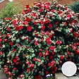 BLOOMIQUE - Camellia japonica 'Black Lace' - Rosier du Japon - Buisson - Persistant - Hauteur 30-35 cm - vignette