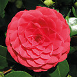 BLOOMIQUE - Camellia japonica 'Black Lace' - Rosier du Japon - Buisson - Persistant - Hauteur 30-35 cm - vignette