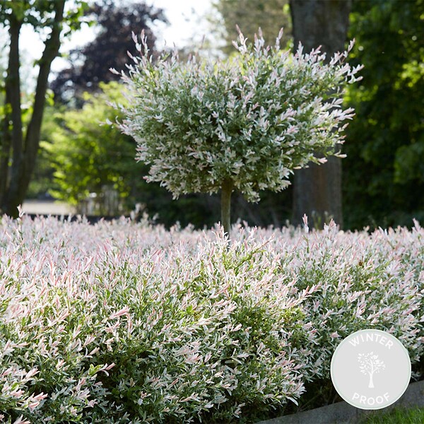 BLOOMIQUE - Salix integra 'Flamingo' - Saule panaché - Plantes de jardin - Rustiques - H. 60-80 cm - P. 17 cm - large