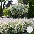 BLOOMIQUE - Salix integra 'Flamingo' - Saule panaché - Plantes de jardin - Rustiques - H. 60-80 cm - P. 17 cm - vignette