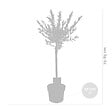 BLOOMIQUE - Salix integra 'Flamingo' - Saule panaché - Plantes de jardin - Rustiques - H. 60-80 cm - P. 17 cm - vignette