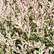 BLOOMIQUE - Salix integra 'Flamingo' - Saule panaché - Plantes de jardin - Rustiques - H. 60-80 cm - P. 17 cm - vignette