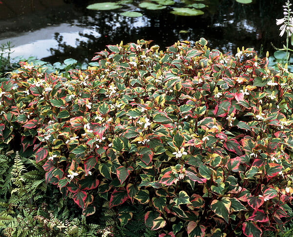 BLOOMIQUE - Houttuynia Cordata Chameleon - Doku-Dami - Anémone des marais - H. 10-20 cm - P. 9 cm - large
