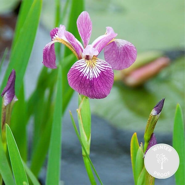 BLOOMIQUE - Iris Versicolor - Iris versicolore - Plantes de bassin - Plantes aquatiques - H. 20-30 cm - P. 9 cm - large