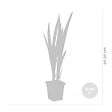 BLOOMIQUE - Iris Versicolor - Iris versicolore - Plantes de bassin - Plantes aquatiques - H. 20-30 cm - P. 9 cm - vignette