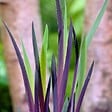 BLOOMIQUE - Iris Versicolor - Iris versicolore - Plantes de bassin - Plantes aquatiques - H. 20-30 cm - P. 9 cm - vignette