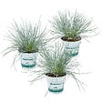 BLOOMIQUE - Lot de 3 - Festuca Glauca Compacta Blue - Fétuque Bleue - H. 20-30 cm - P. 10,5 cm - vignette